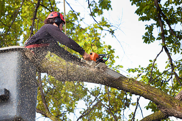 How Our Tree Care Process Works  in  Thousand Oaks, CA